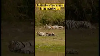 Ranthmbore Tiger Shorts #shortvideo #ranthambore #travel