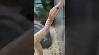 I was Petco looking pets and fish and snake 