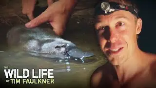 Australia's Most Elusive Aquatic Animal! | Full Episode | Wildlife of Tim Faulkner