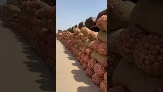 Sabzi Mandi sadhar Faisalabad onion 🧅 market 😨 #mandi #100kview #fruitmandi #onionratetoday