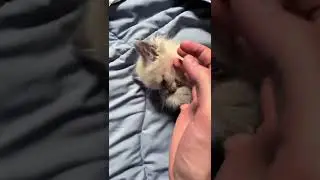tiny cat vs hand