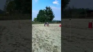 Free Country life #horse #pony  #ponygames  #shorts #training #baby #jump #jumping