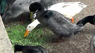 Texas Duck Pond - Indian Runner Duck_16🎼