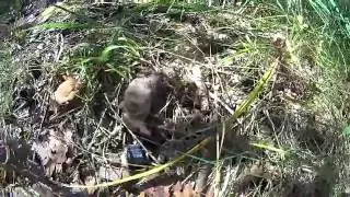 Смерть бурозубки от яда (неудачная охота)