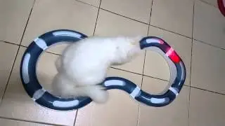 Catit roller circuit