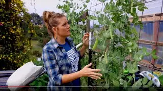 When to plant Sugar snap peas!