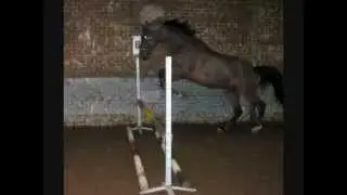 Best Of Du Manège De La Cambre n°1 !