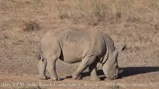 white rhino baby grazing - part 16 - eats new grass shoots by road