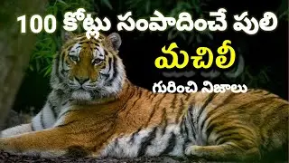 Interesting facts about tiger #Telugu #interesting facts