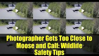 Photographer Gets Too Close to Moose and Calf: Wildlife Safety Tips