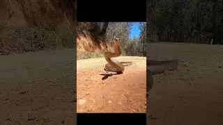 واو يا له من ثعبان شاهد حتى النهاية#senak