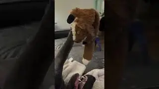I Wonder what Kind of Dream He's Having?