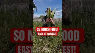 Every Forager Should Know About This Plant! #foraging #foragedfood #forager