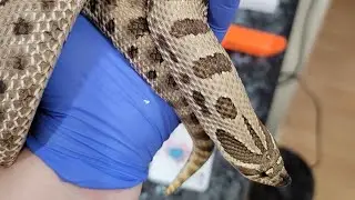 Unboxing our newest hognose from JMG Reptiles @JMGreptile1! 