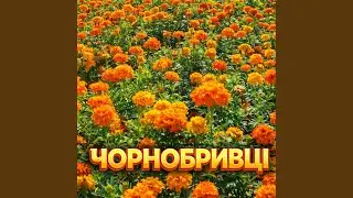 Чорнобривці