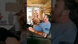 Suddenly startled dog&rsquo;s reaction #dog #funny #pets #animals