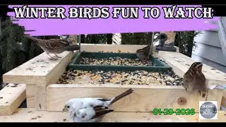 LIVE Winter Bird Feeder | Sparrows, Doves, Snow Birds #birds
