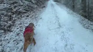 Snowy Walk with a Friend