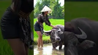 Bathing Buffalo