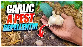 How to Grow Backyard Garlic?