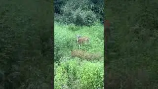 Video of Chief Logan State Park Campground, WV from evan
