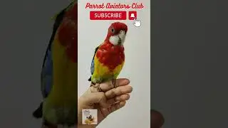 Sweet Rosella singing to attract mate !!! #shorts #Rosella #parrot #birds