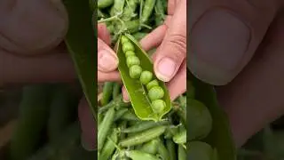 Green peas harvesting from farmers with rural farming life #agriculture