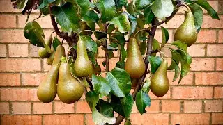 Conference Pear Tree 'Quince A'  First Year