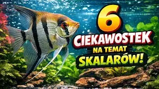 6 Ciekawostek na temat skalarów!.