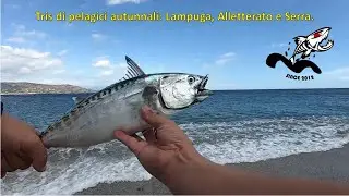 Tris di pelagici autunnali  : Lampuga ,tonnetto e serra .