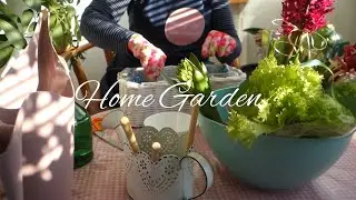 My Small Balcony Garden and mini vegetable garden in the kitchen | Silent Vlog