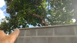 Como assentar pingadeira no seu muro.