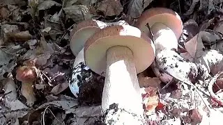 FUNGHI PORCINI SETTEMBRE 2025... CASTAGNO 500/600 slm😍