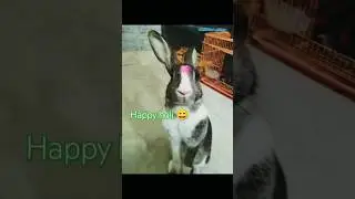 Our bunny's Holi celebration 🎊🎉#cutiebunny #trending