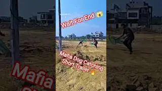 Mafia Dog Gang Dog Catch #dog #dogwithpublicsafety #ytviral #shorts #pets #trailer