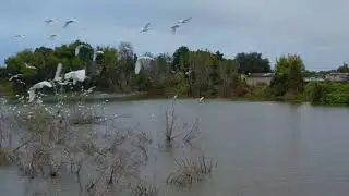 Egrets Haven 4K