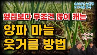 양파 마늘 웃거름, 남들 줄 때 따라 주면 망합니다!  2026년 웃거름 시기와 방법 완벽 정리 | 농업 전문가가 알려주는 양파 마늘 웃거름 1편
