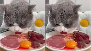 Cat food eating is here! #Kitten #Cute pet daily record #Cat