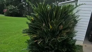 Sago palm removal.