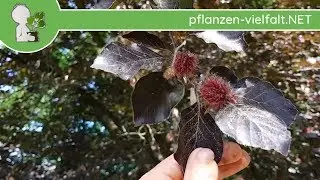 Blutbuche - Junge Fr&uuml;chte (kurz nach Bl&uuml;te) - 07.05.18 - Baumbestimmung