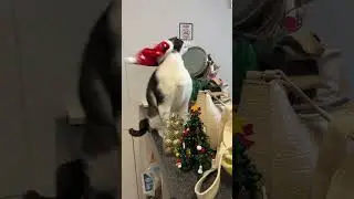 Cat Tries to Remove Santa Hat