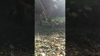 Coppicing Hazel