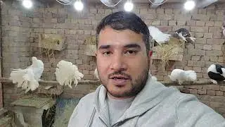 Keep Your Pigeons Warm Until Winter Season Ends - WhatsApp 03007307978 [Multan Cantt]