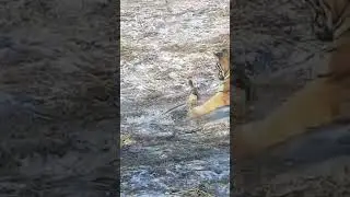 Harbin City Zoo | Hunting Tiger  | Big Tiger | Tiger feeding |