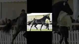 Dream horse