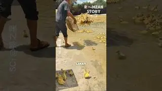 Cara Unik Ternak Ribuan Ekor Bebek