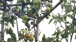 How to Build a Simple Trellis for Balcony Tomatoes