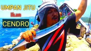 🔴 teknik mancing ikan CENDRO pakai umpan benang !!!!.#29