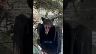 Are bats really blind #facts #animalfacts #animals