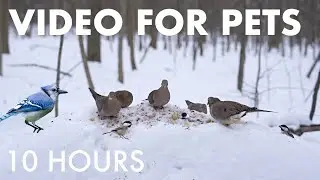 Cat TV for Pets to Watch 🐱 - Birds, Squirrels and Forest Friends in the Snow - Jan 13, 2026